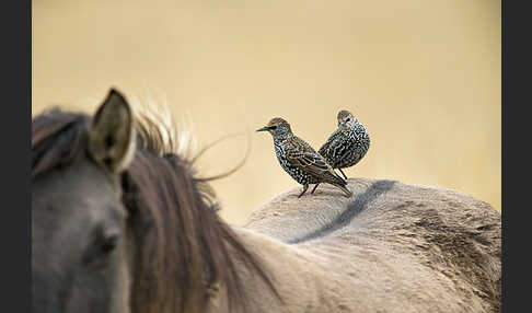 Konik (Equus caballus sspec.)