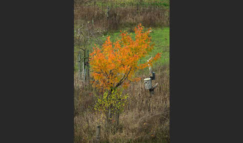 Speierling (Sorbus domestica)