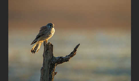 Turmfalke (Falco tinnunculus)