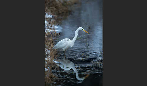 Silberreiher (Egretta alba)