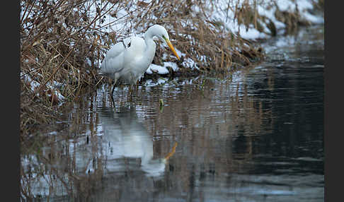 Silberreiher (Egretta alba)