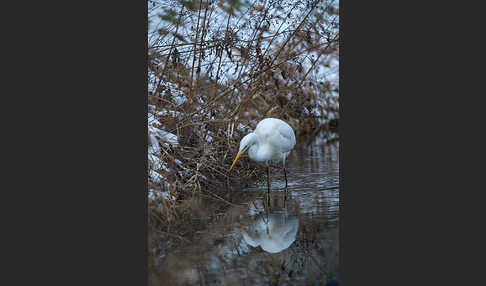 Silberreiher (Egretta alba)