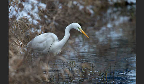 Silberreiher (Egretta alba)