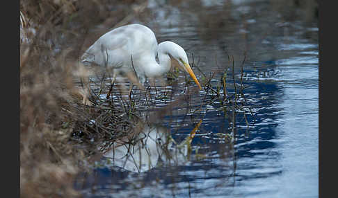 Silberreiher (Egretta alba)