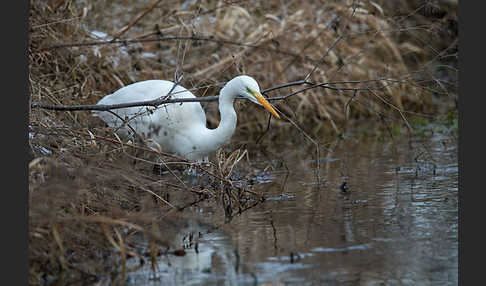 Silberreiher (Egretta alba)