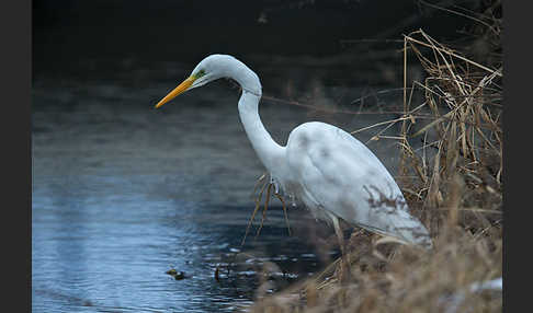 Silberreiher (Egretta alba)