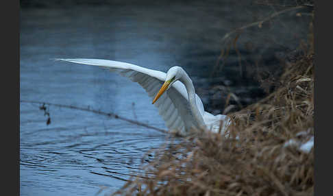 Silberreiher (Egretta alba)