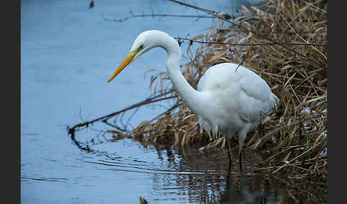 Silberreiher (Egretta alba)