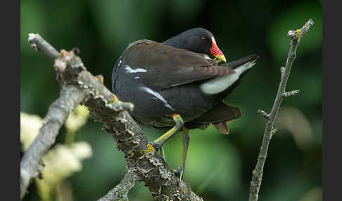 Teichralle (Gallinula chloropus)