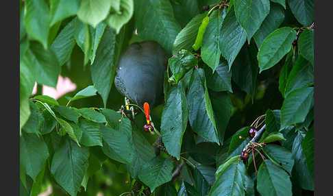 Teichralle (Gallinula chloropus)