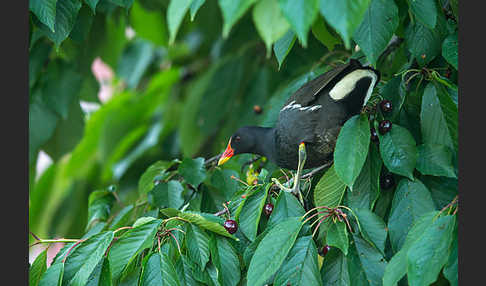 Teichralle (Gallinula chloropus)