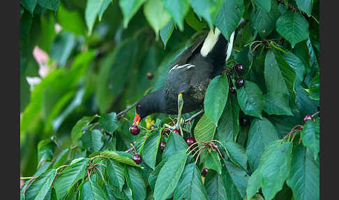 Teichralle (Gallinula chloropus)