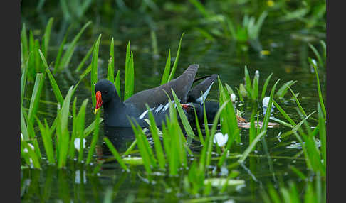 Teichralle (Gallinula chloropus)