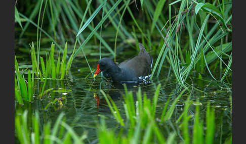 Teichralle (Gallinula chloropus)