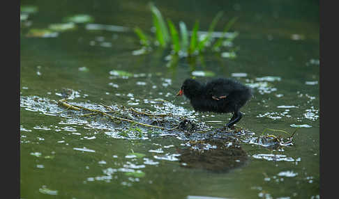 Teichralle (Gallinula chloropus)