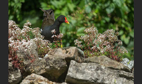 Teichralle (Gallinula chloropus)