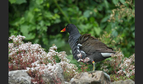 Teichralle (Gallinula chloropus)