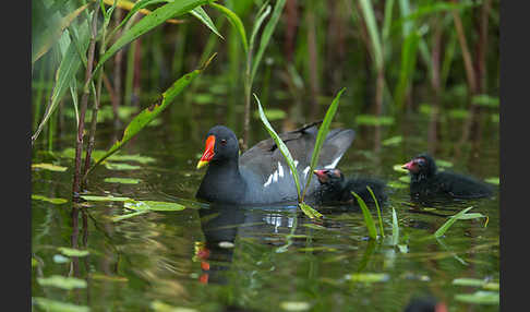 Teichralle (Gallinula chloropus)