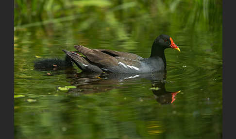 Teichralle (Gallinula chloropus)