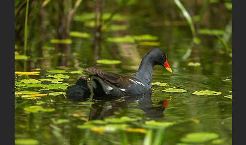 Teichralle (Gallinula chloropus)