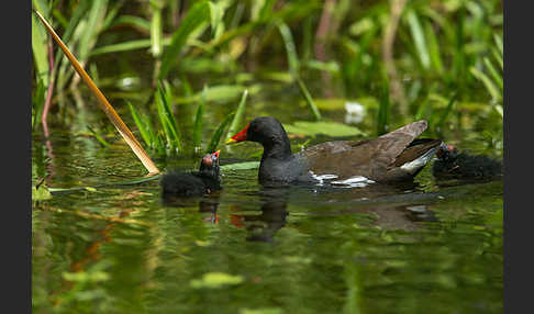 Teichralle (Gallinula chloropus)