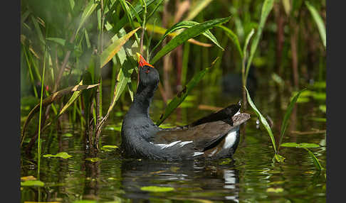 Teichralle (Gallinula chloropus)