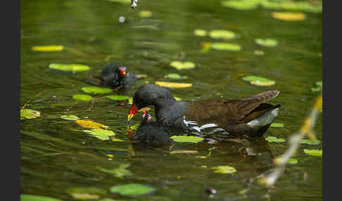 Teichralle (Gallinula chloropus)