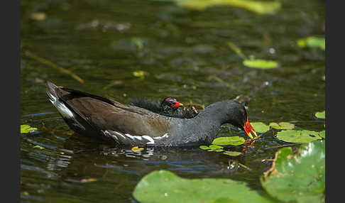 Teichralle (Gallinula chloropus)