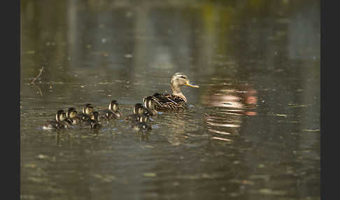 Stockente (Anas platyrhynchos)