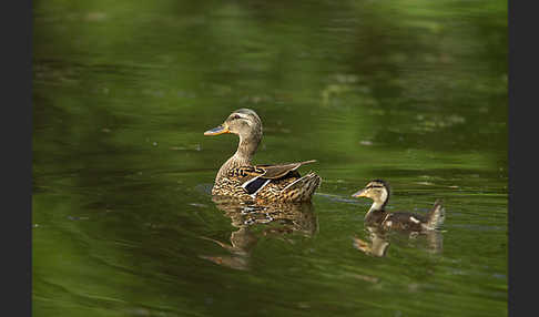 Stockente (Anas platyrhynchos)