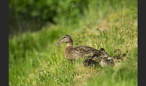 Stockente (Anas platyrhynchos)