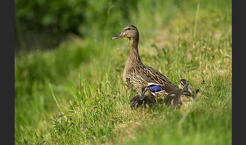 Stockente (Anas platyrhynchos)