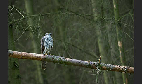 Sperber (Accipiter nisus)