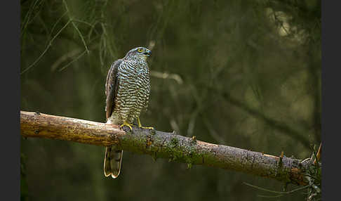 Sperber (Accipiter nisus)