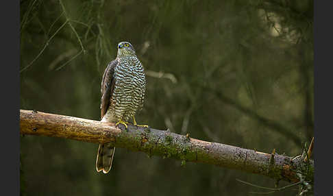 Sperber (Accipiter nisus)