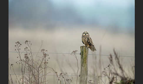 Sumpfohreule (Asio flammeus)