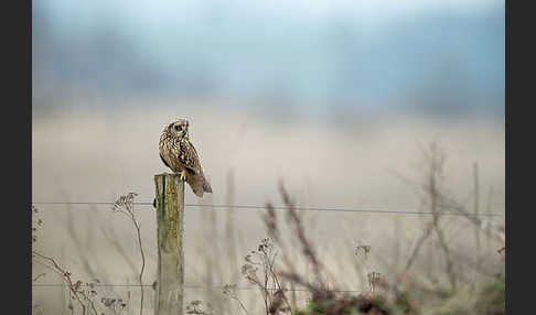 Sumpfohreule (Asio flammeus)