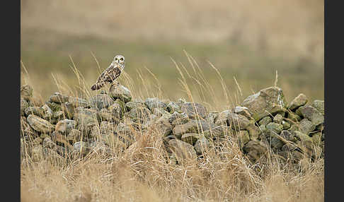 Sumpfohreule (Asio flammeus)