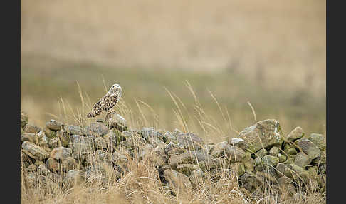 Sumpfohreule (Asio flammeus)