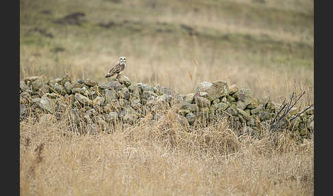 Sumpfohreule (Asio flammeus)