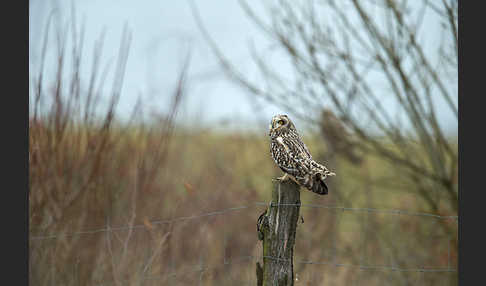 Sumpfohreule (Asio flammeus)