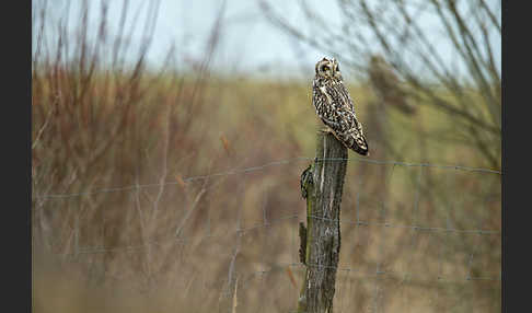 Sumpfohreule (Asio flammeus)