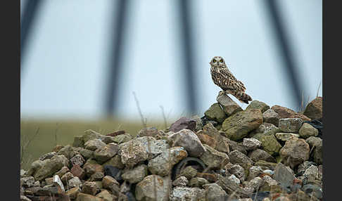 Sumpfohreule (Asio flammeus)