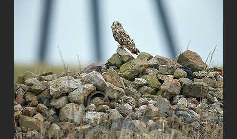 Sumpfohreule (Asio flammeus)