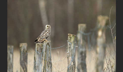 Sumpfohreule (Asio flammeus)