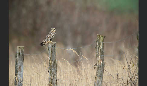 Sumpfohreule (Asio flammeus)