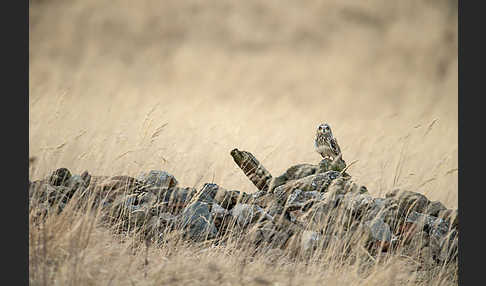 Sumpfohreule (Asio flammeus)