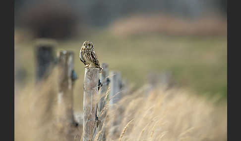 Sumpfohreule (Asio flammeus)