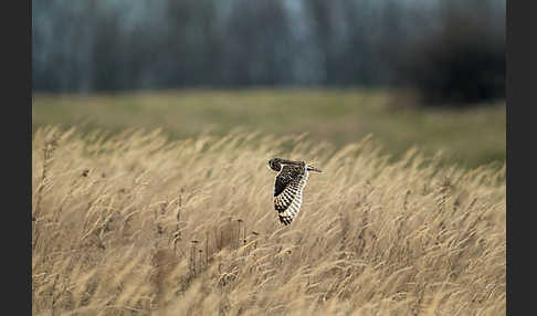 Sumpfohreule (Asio flammeus)