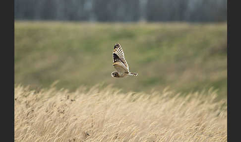 Sumpfohreule (Asio flammeus)